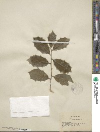 Ilex opaca image