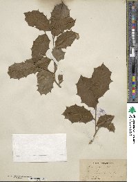 Ilex opaca image