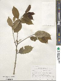 Ilex opaca image