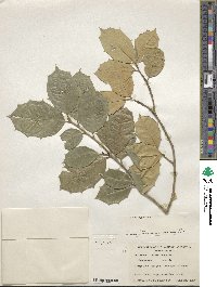 Ilex opaca image