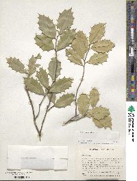 Ilex opaca image