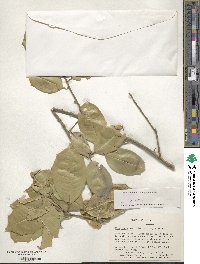 Ilex opaca image