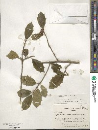 Ilex opaca image