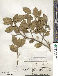 Ilex opaca image