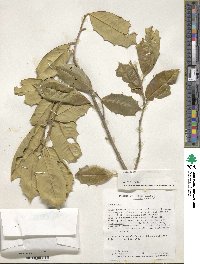 Ilex opaca image