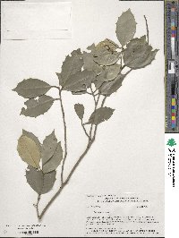 Ilex opaca image