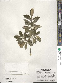 Ilex opaca image