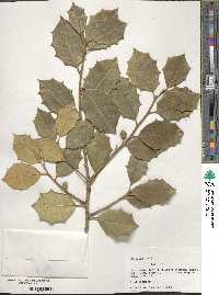 Ilex opaca image