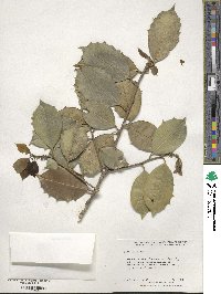 Ilex opaca image