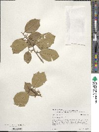 Ilex opaca image