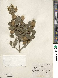 Ilex opaca image