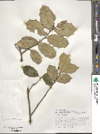 Ilex opaca image