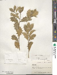 Ilex opaca image