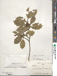 Ilex opaca image