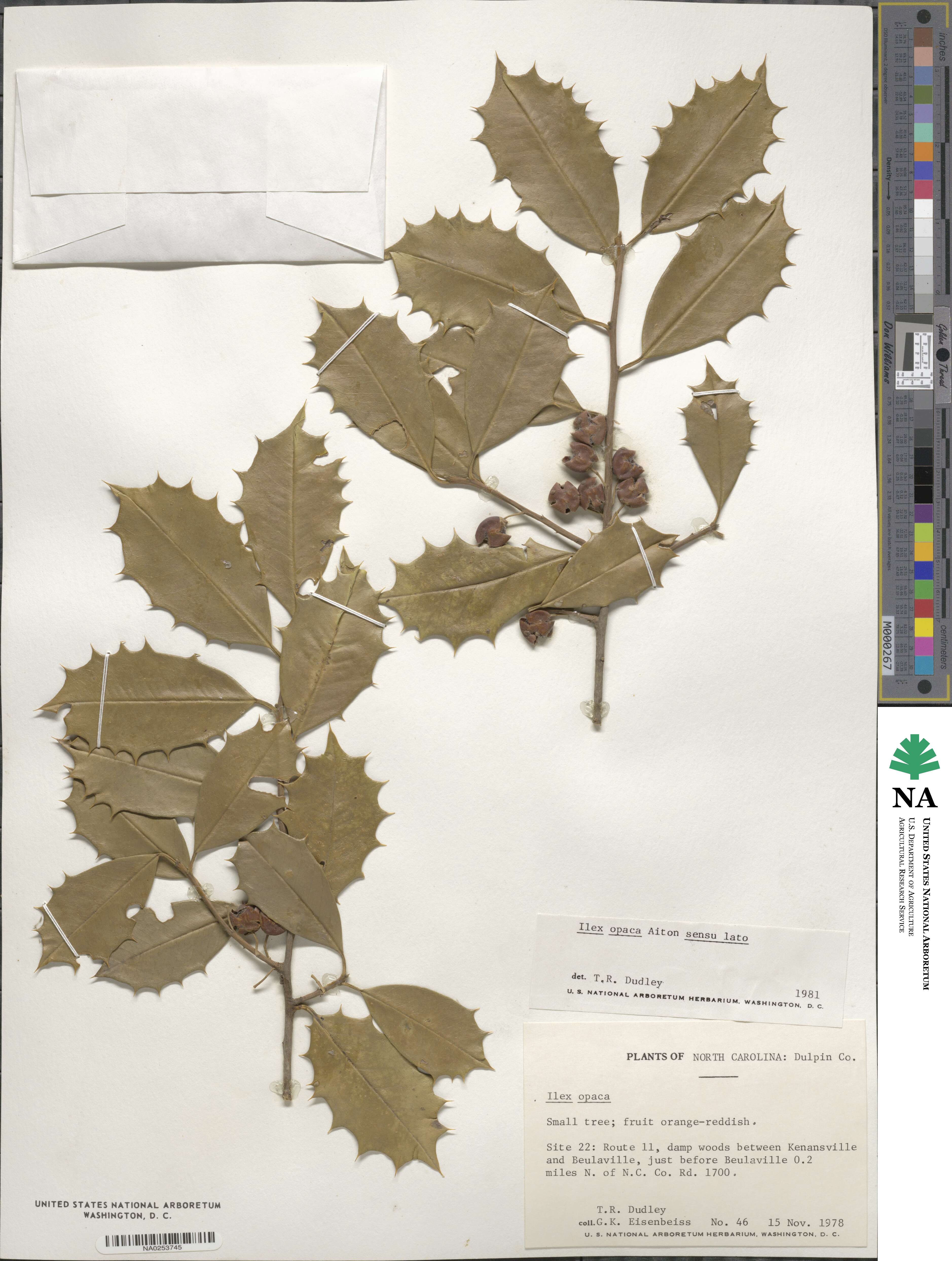 Ilex opaca image