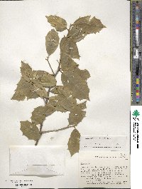 Ilex opaca image