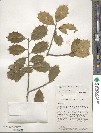 Ilex opaca image