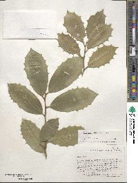 Ilex opaca image