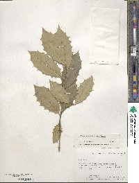 Ilex opaca image