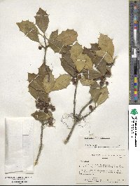 Ilex opaca image