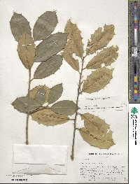 Ilex opaca image