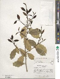 Ilex opaca image