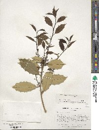 Ilex opaca image