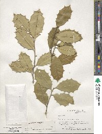 Ilex opaca image