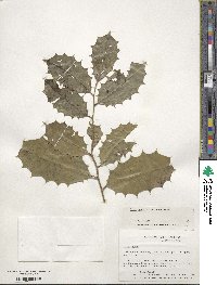 Ilex opaca image