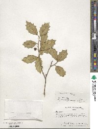 Ilex opaca image