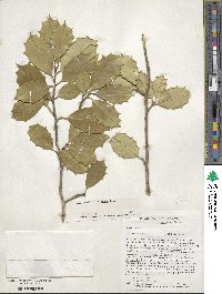 Ilex opaca image