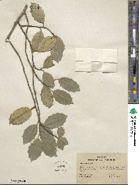 Ilex opaca image