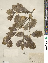 Ilex opaca image