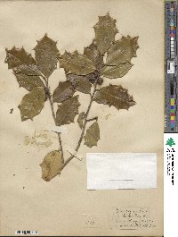 Ilex opaca image