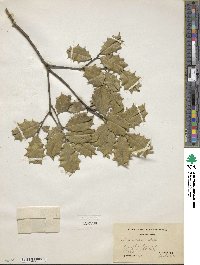 Ilex opaca image