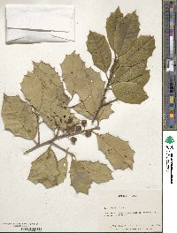 Ilex opaca image