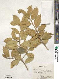 Ilex opaca image