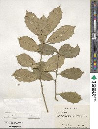 Ilex opaca image