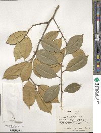 Ilex opaca image