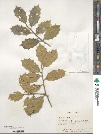 Ilex opaca image