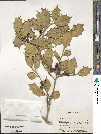 Ilex opaca image