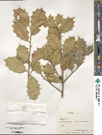 Ilex opaca image