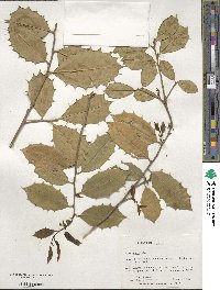 Ilex opaca image