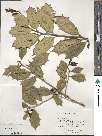 Ilex opaca image