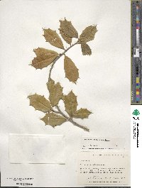 Ilex opaca image