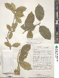 Ilex opaca image