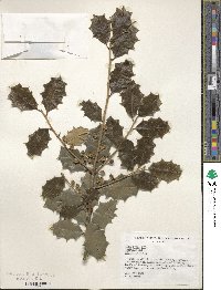 Ilex opaca image