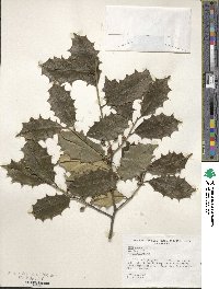 Ilex opaca image