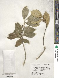 Ilex opaca image