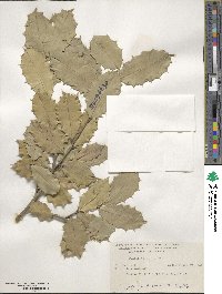 Ilex opaca image